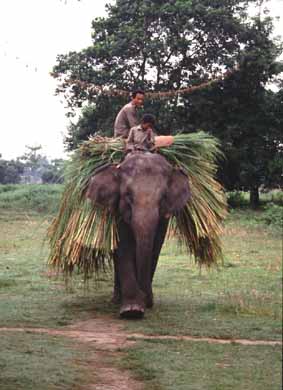 Elephant in Wildlife Park in Nepal