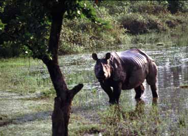 Rhinoceros in wildlife park in Nepal
