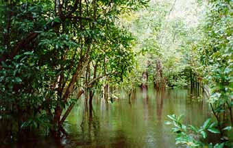 Flooded forest in the Amazon