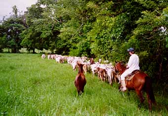 Lykke driving cattle in Venezuela