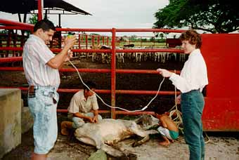 Diana as a veterinarian